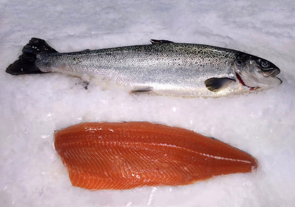 Sockeye Salmon Fillets, 6 x approx 1.5 lbs